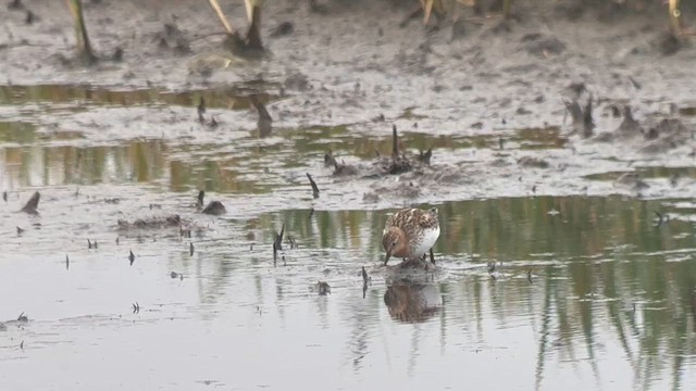 Red-necked Stint - ML638390208