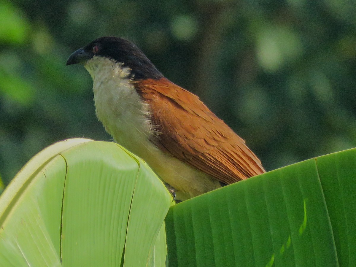 Coucal du Sénégal - ML638390211