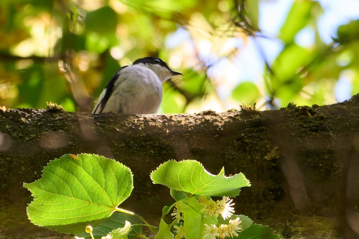 Collared Flycatcher - ML638390212