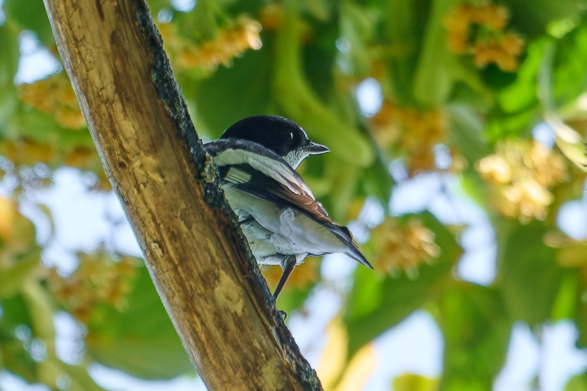 Collared Flycatcher - ML638390213