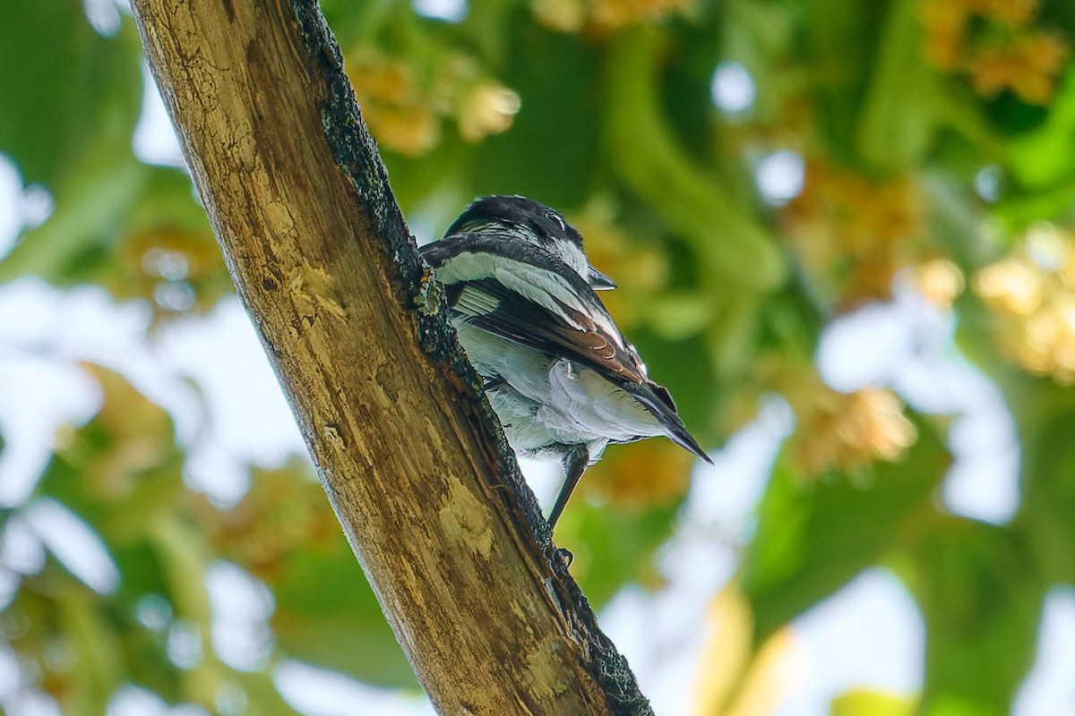 Collared Flycatcher - ML638390214