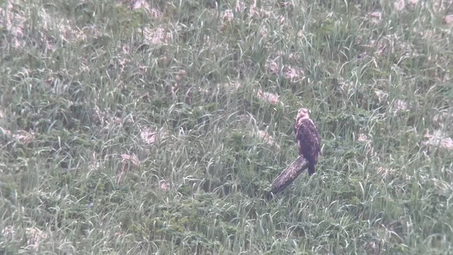 Bald Eagle - ML638390215