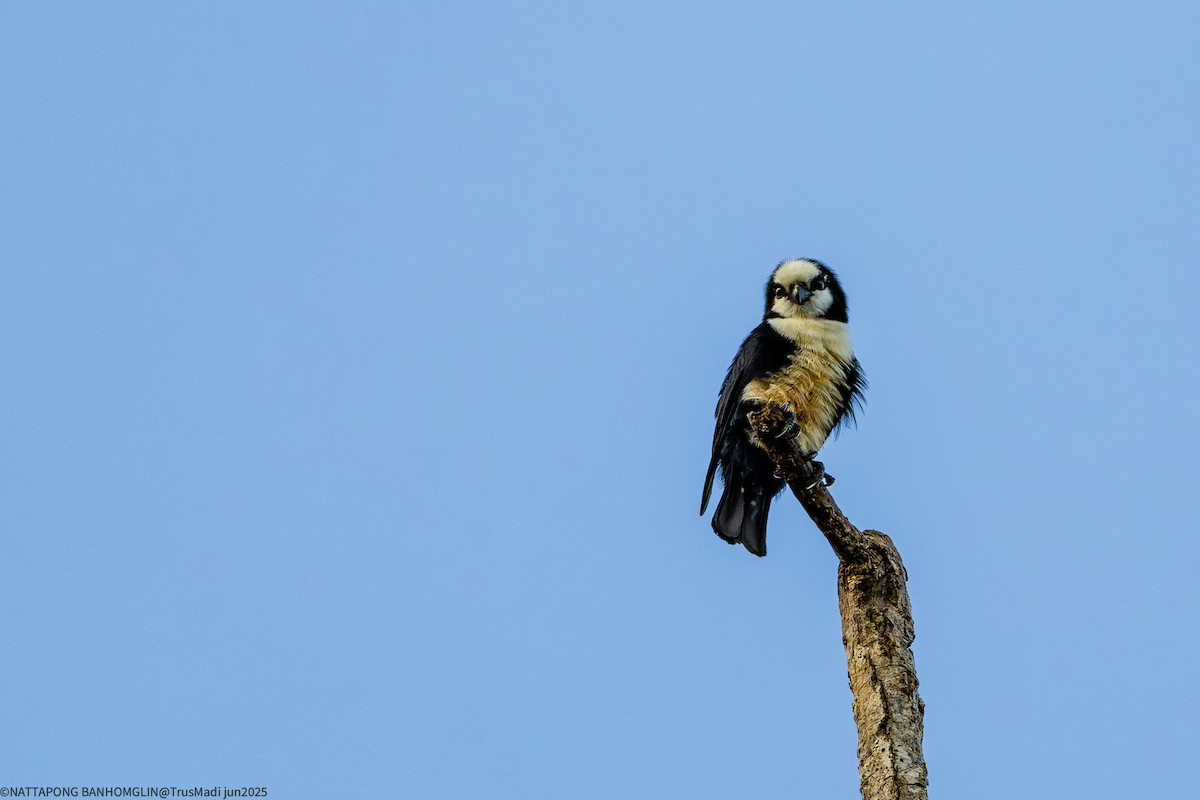 White-fronted Falconet - ML638390220