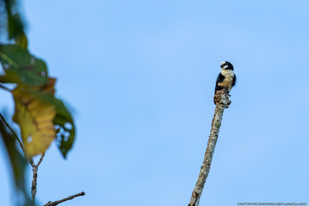 White-fronted Falconet - ML638390221