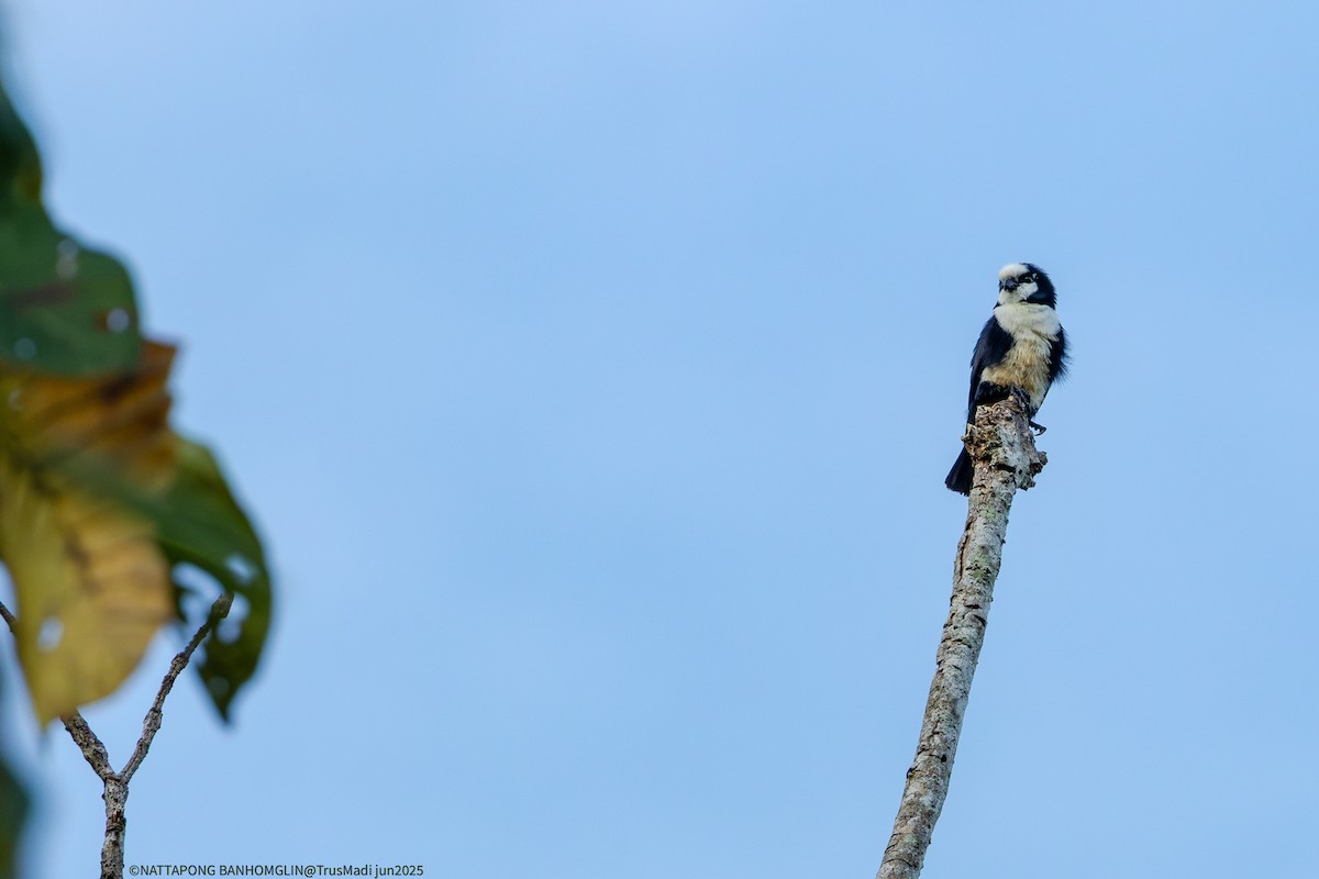 White-fronted Falconet - ML638390222