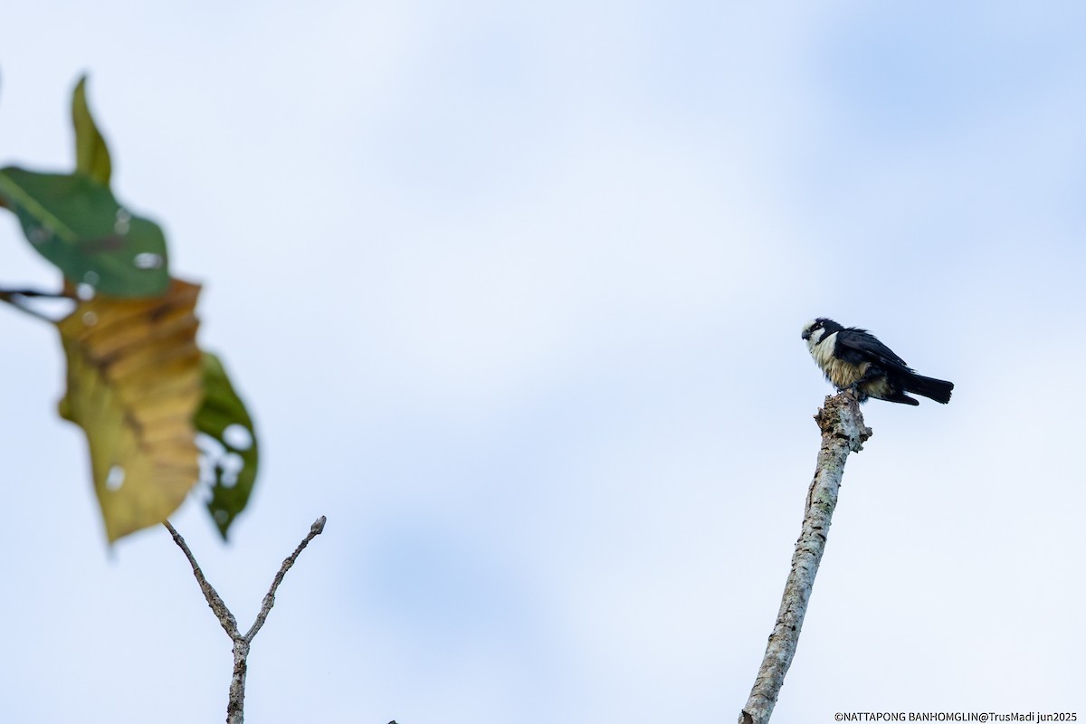 White-fronted Falconet - ML638390224