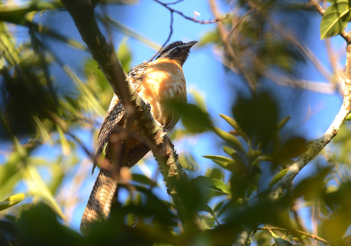 Pacific Koel - ML638390229