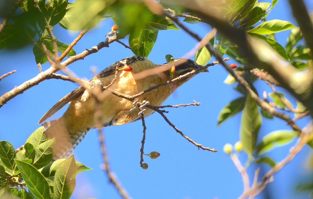 Pacific Koel - ML638390230