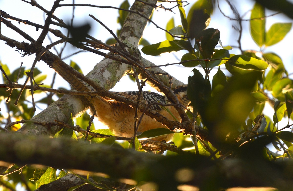 Pacific Koel - ML638390231