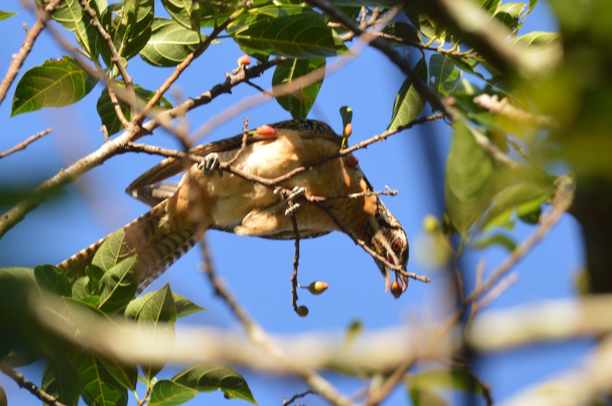 Pacific Koel - ML638390232