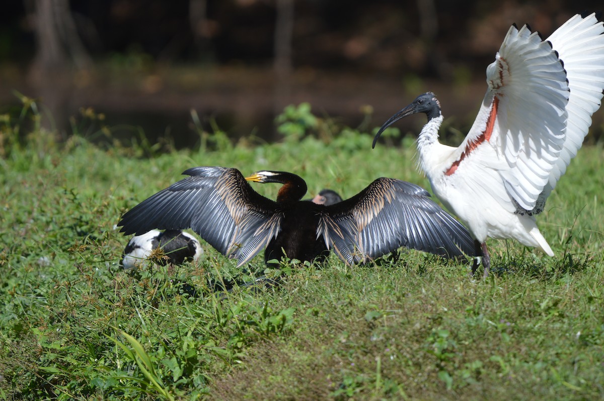 Australian Ibis - ML638390238