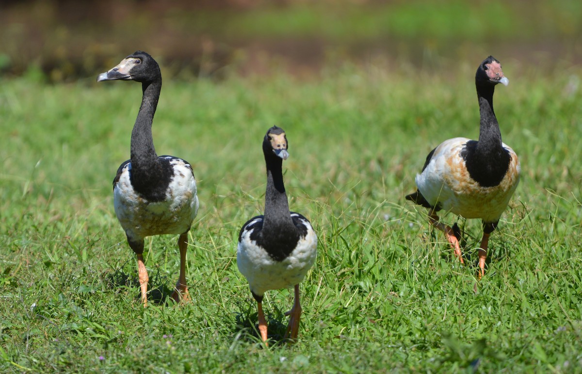 Magpie Goose - ML638390239