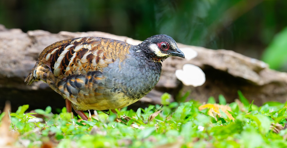 Malayan Partridge - ML638390269