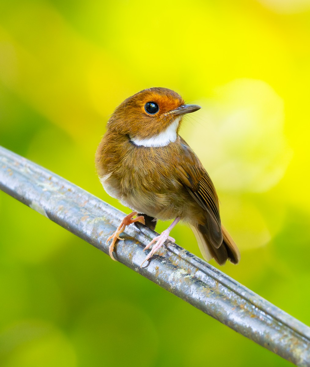 Rufous-browed Flycatcher - ML638390277