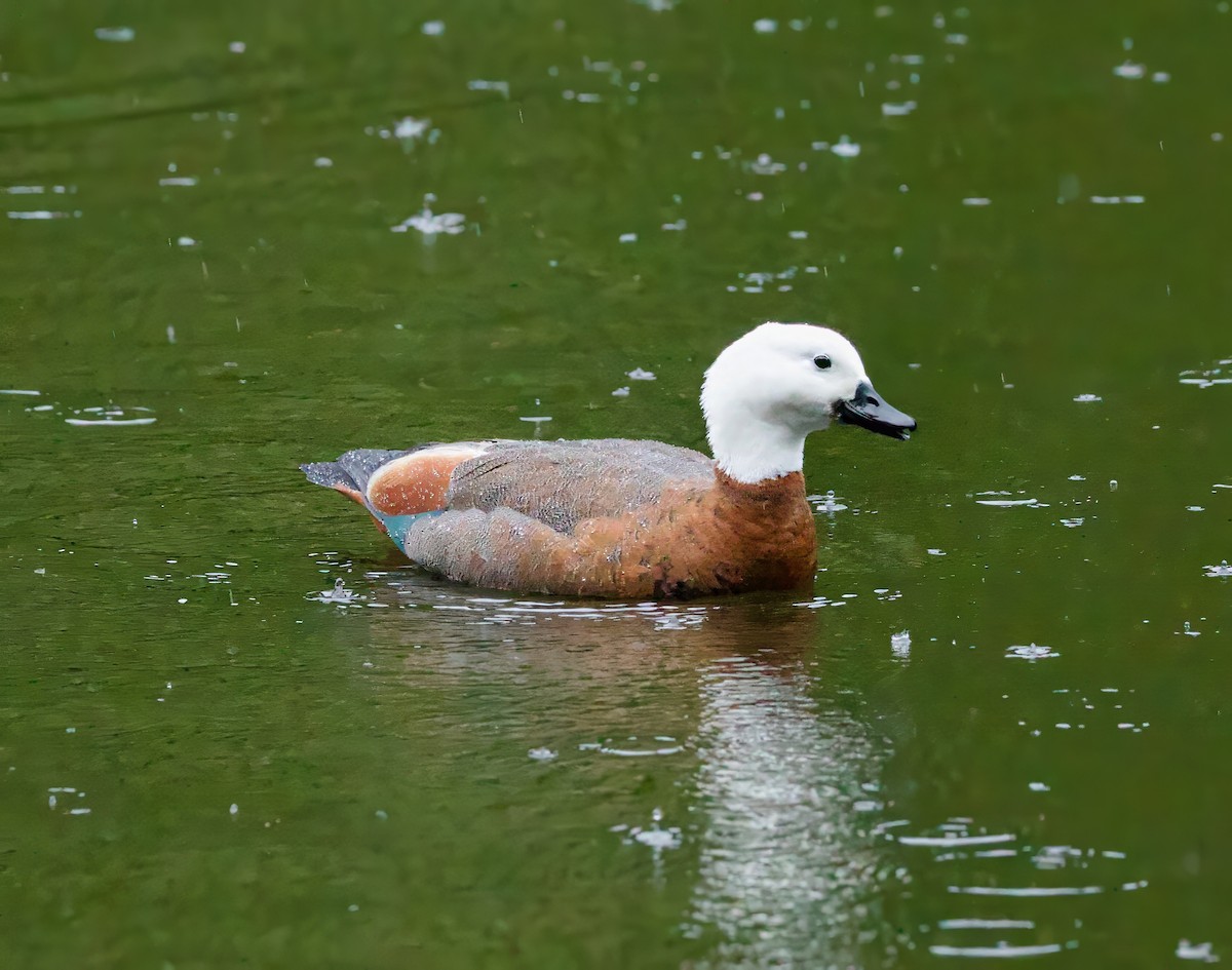 Paradise Shelduck - ML638390297