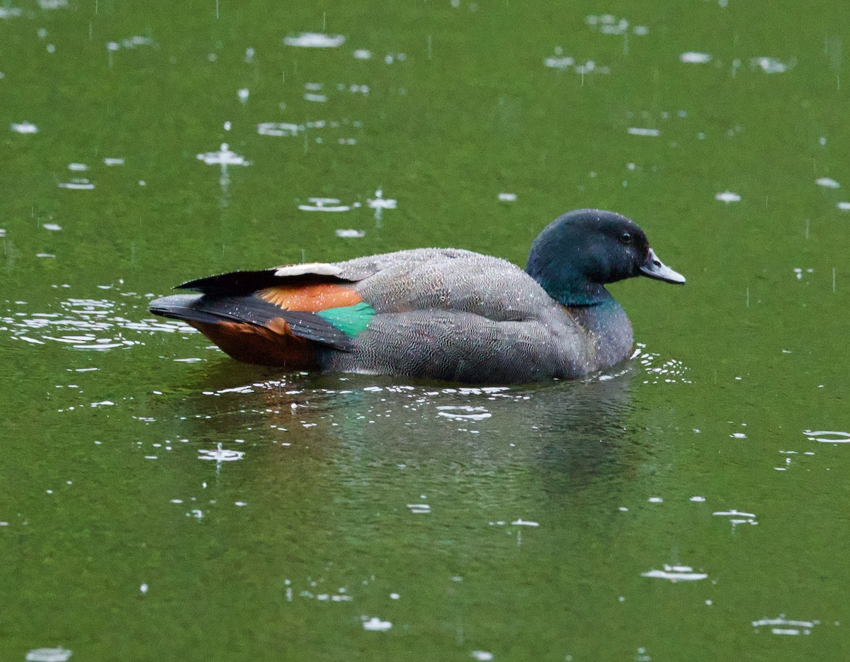 Paradise Shelduck - ML638390298