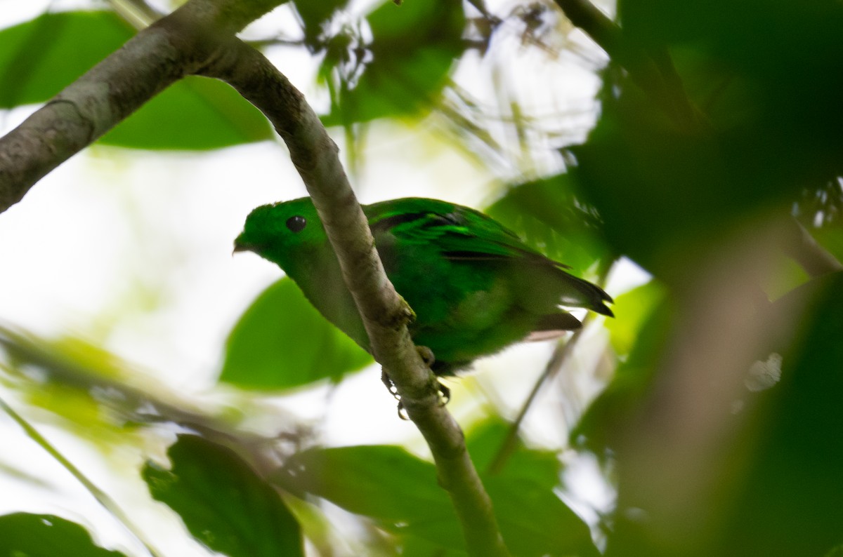 Green Broadbill - ML638390302