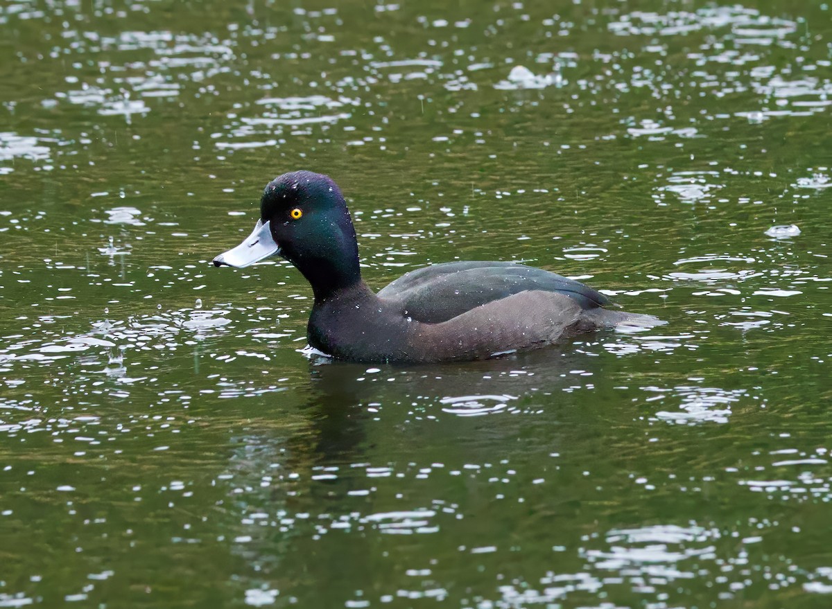 New Zealand Scaup - ML638390303