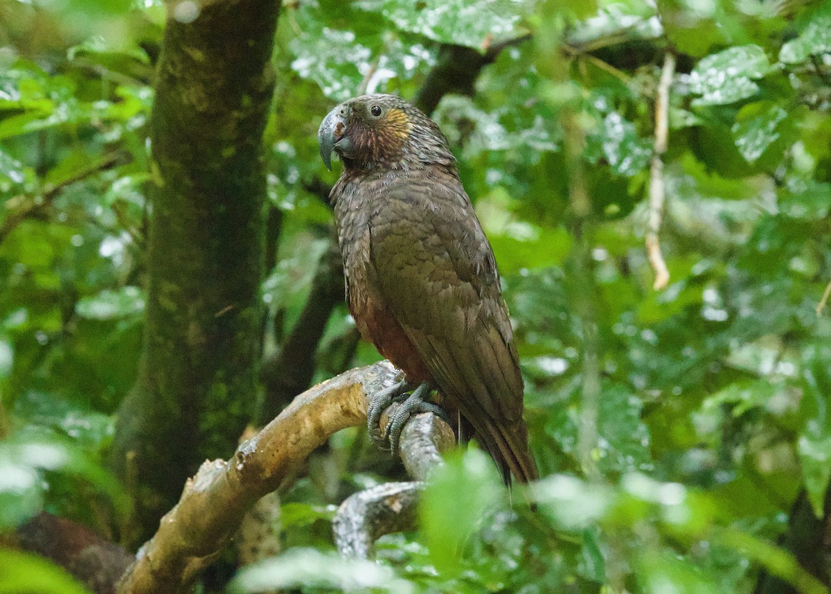 New Zealand Kaka - ML638390304