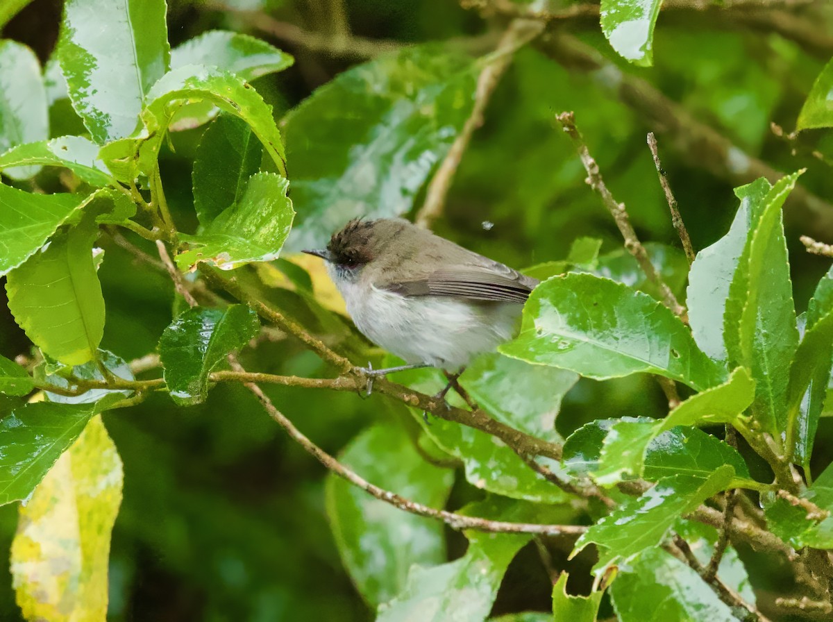 Gray Gerygone - ML638390325