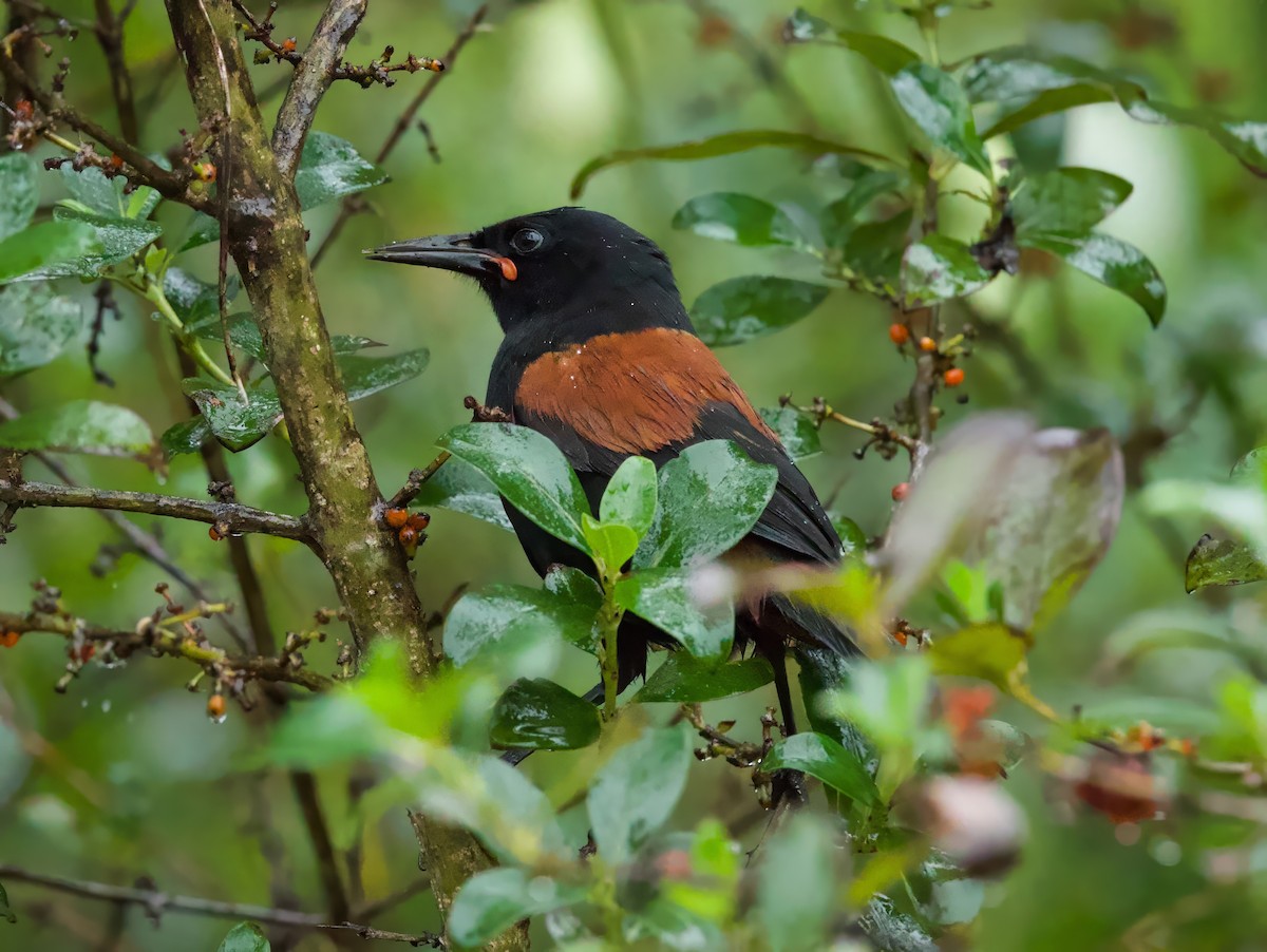 North Island Saddleback - ML638390341