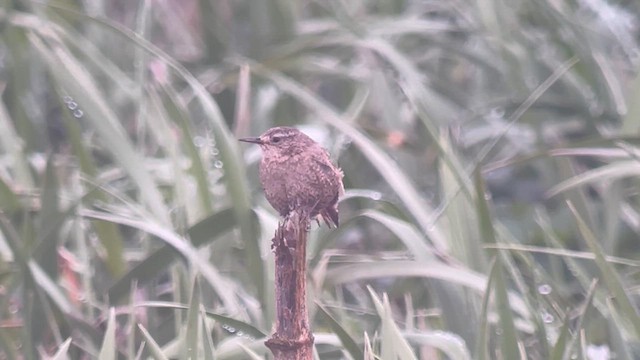 Pacific Wren (alascensis Group) - ML638390343