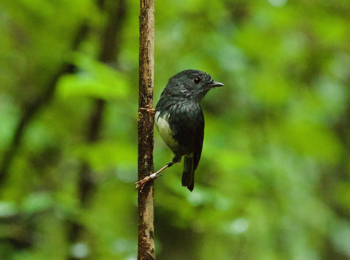 North Island Robin - ML638390345