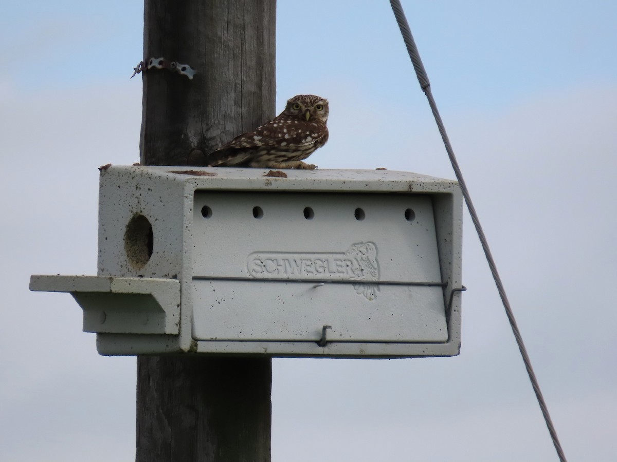 Little Owl - ML638390349