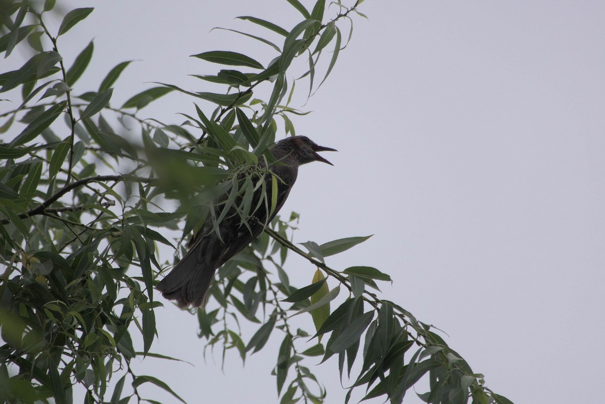Brown-eared Bulbul - ML638390352