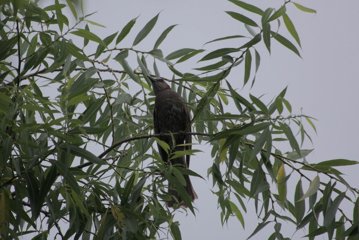 Brown-eared Bulbul - ML638390353