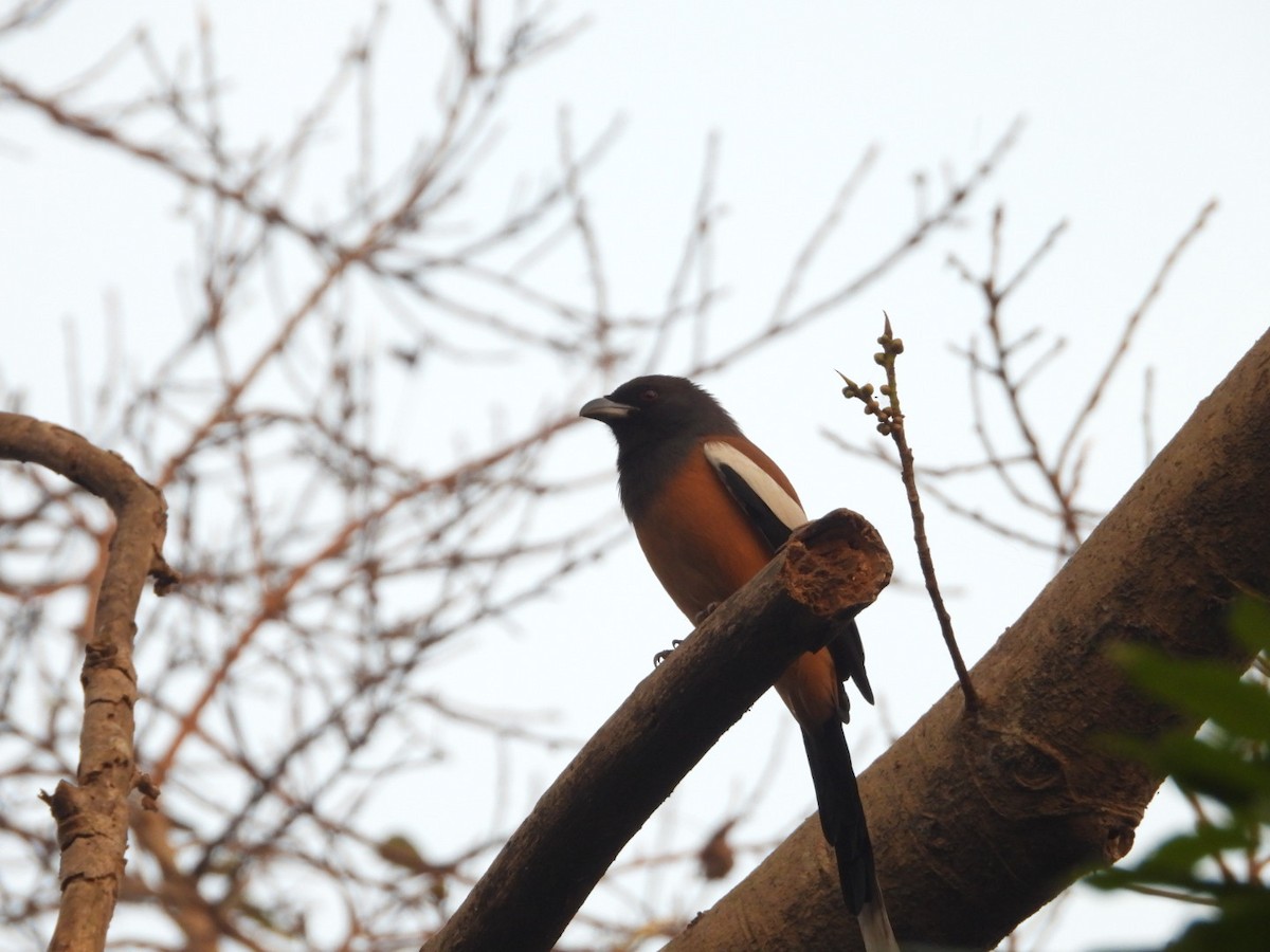 Rufous Treepie - ML638390363