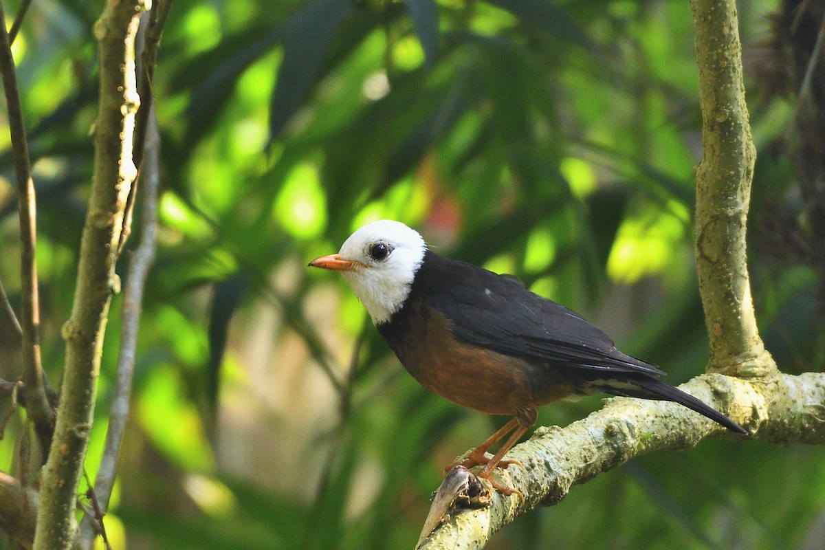 Taiwan Thrush - ML638390370
