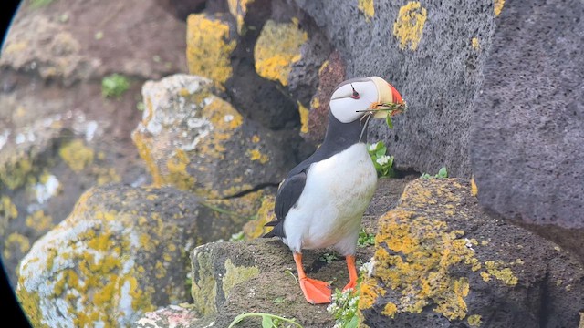 Horned Puffin - ML638390380