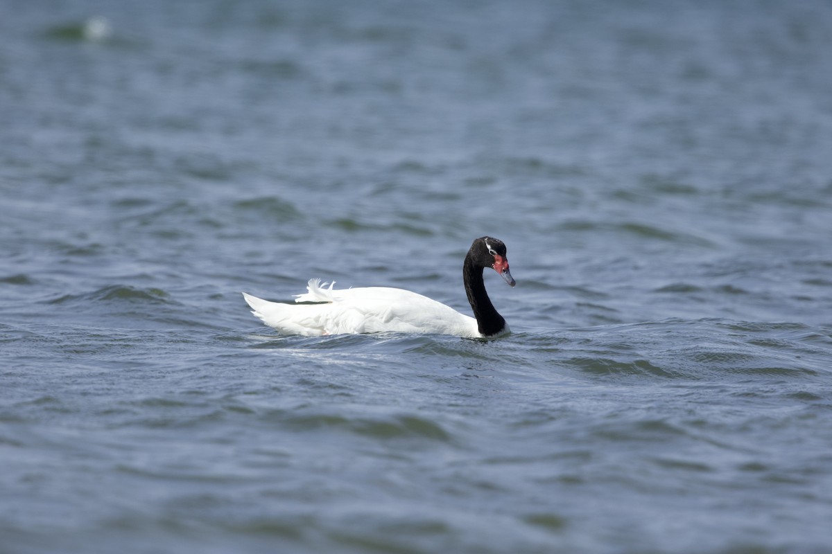 Black-necked Swan - ML638390381