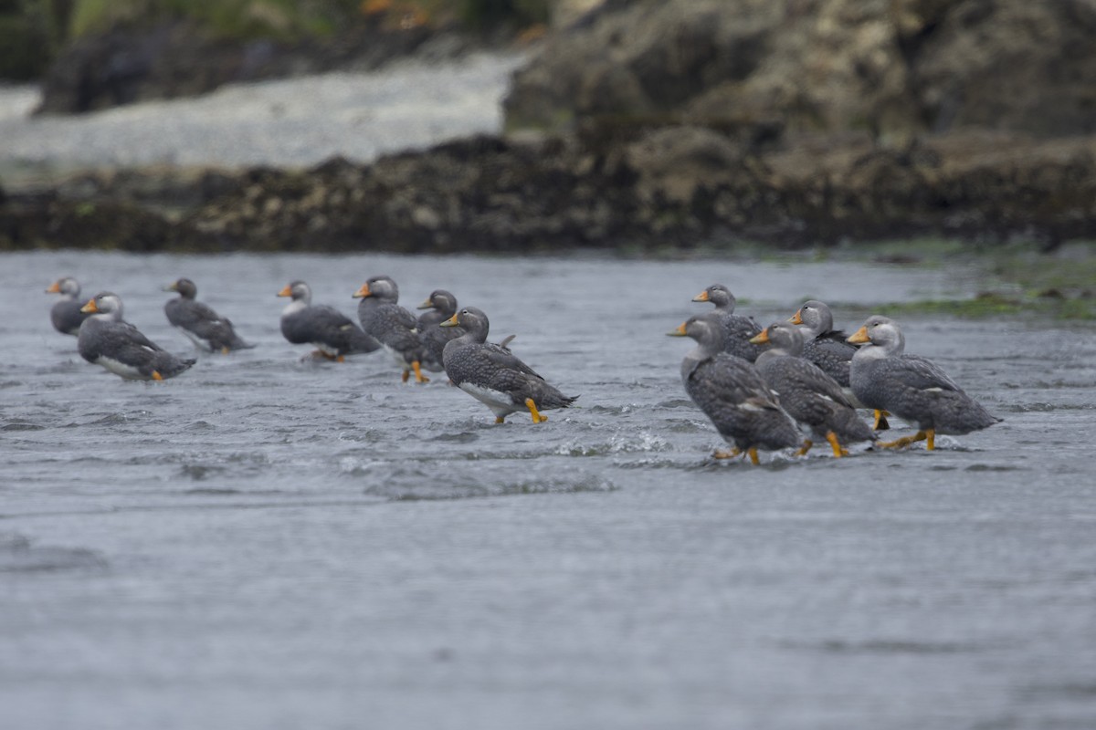Flightless Steamer-Duck (Chiloe form) - ML638390384