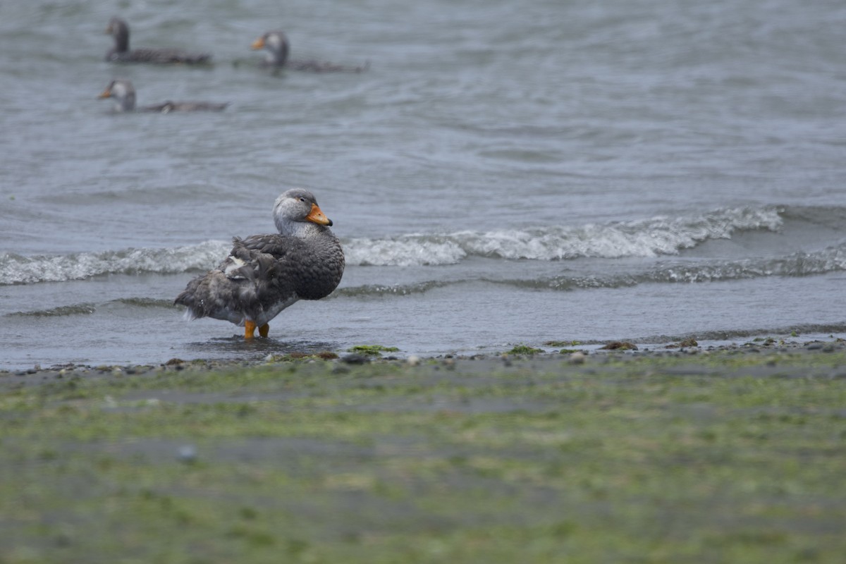 Flightless Steamer-Duck (Chiloe form) - ML638390385