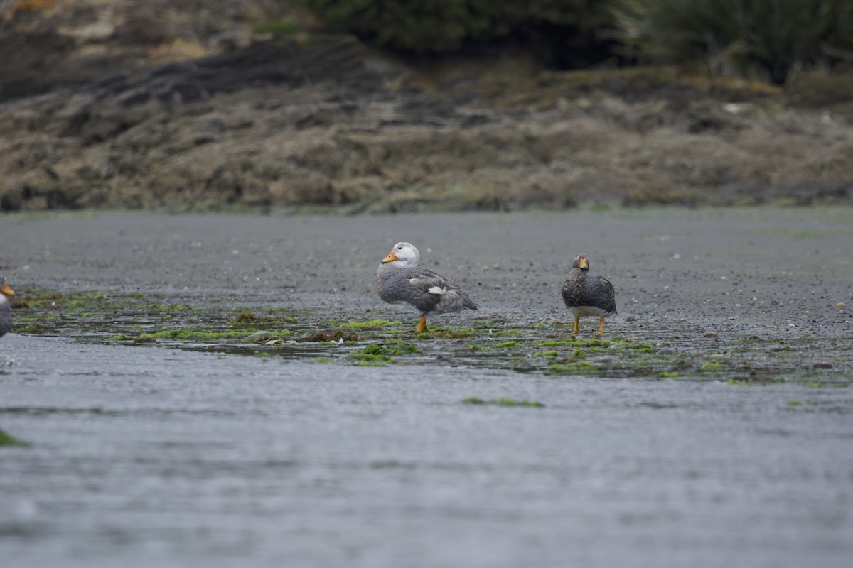 Flightless Steamer-Duck (Chiloe form) - ML638390386