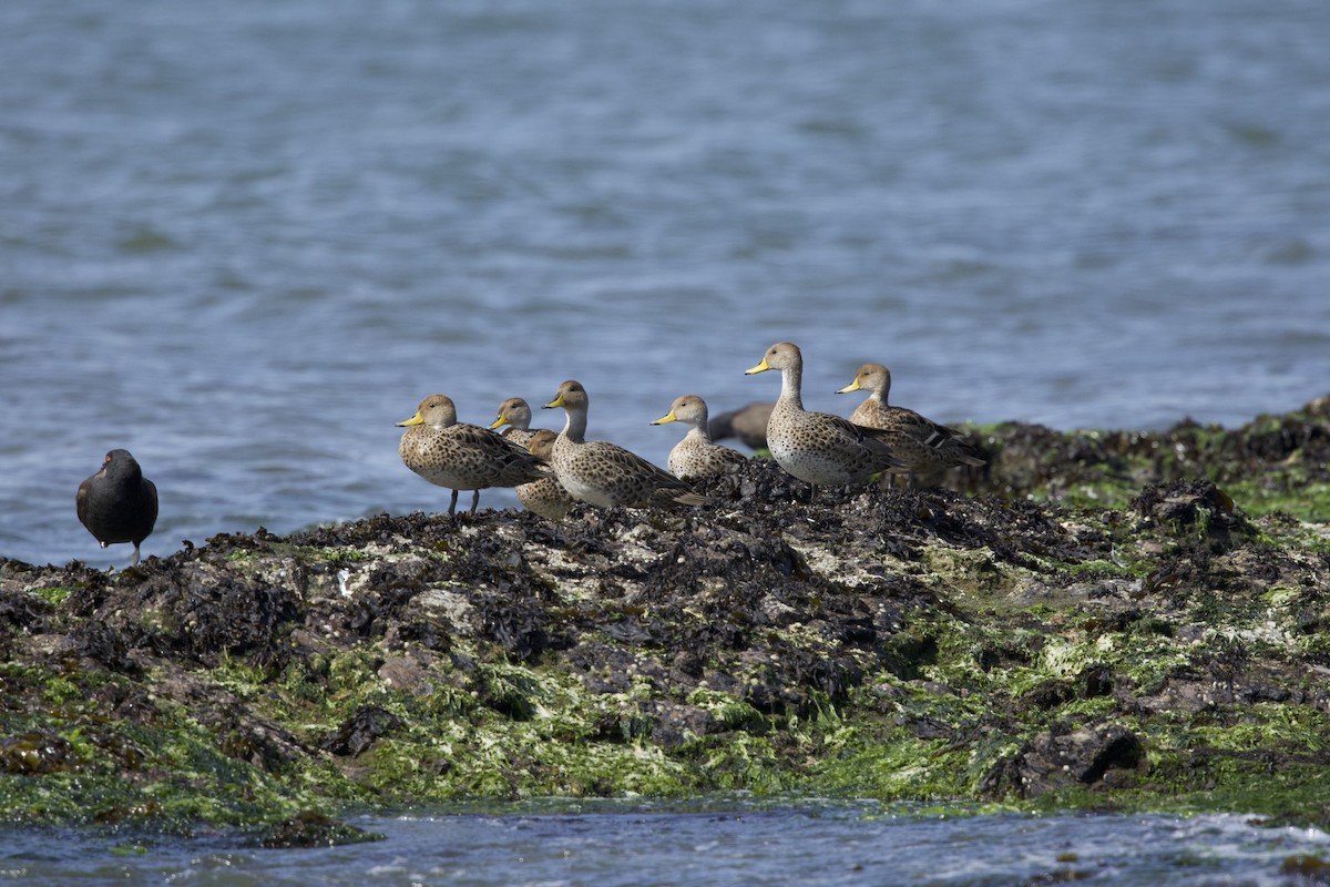 Yellow-billed Pintail (South American) - ML638390389