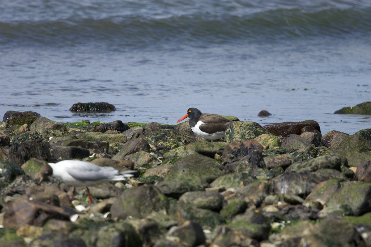 American Oystercatcher - ML638390390