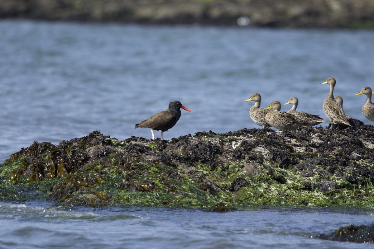 Blackish Oystercatcher - ML638390391