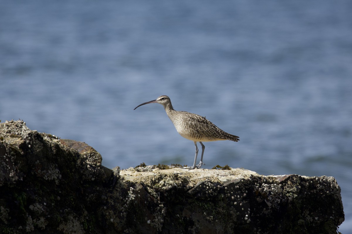 Whimbrel (Hudsonian) - ML638390392