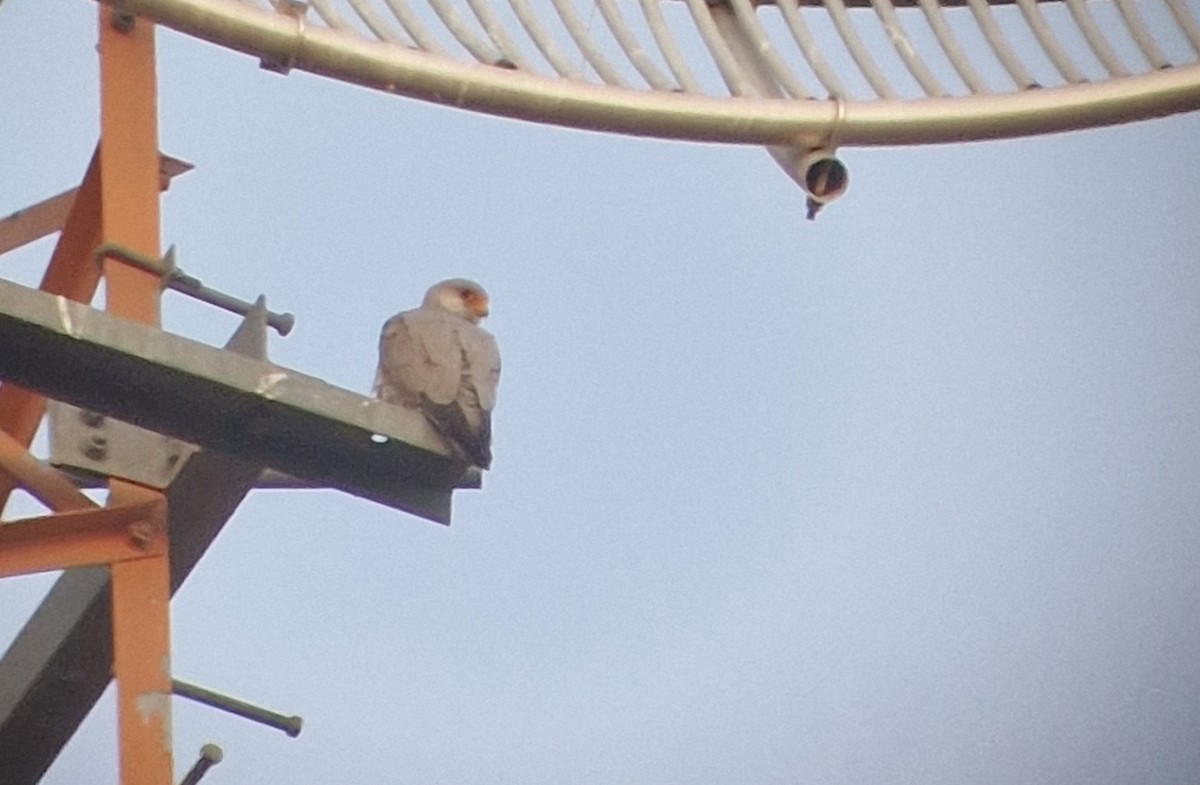 Gray Falcon - ML638390397