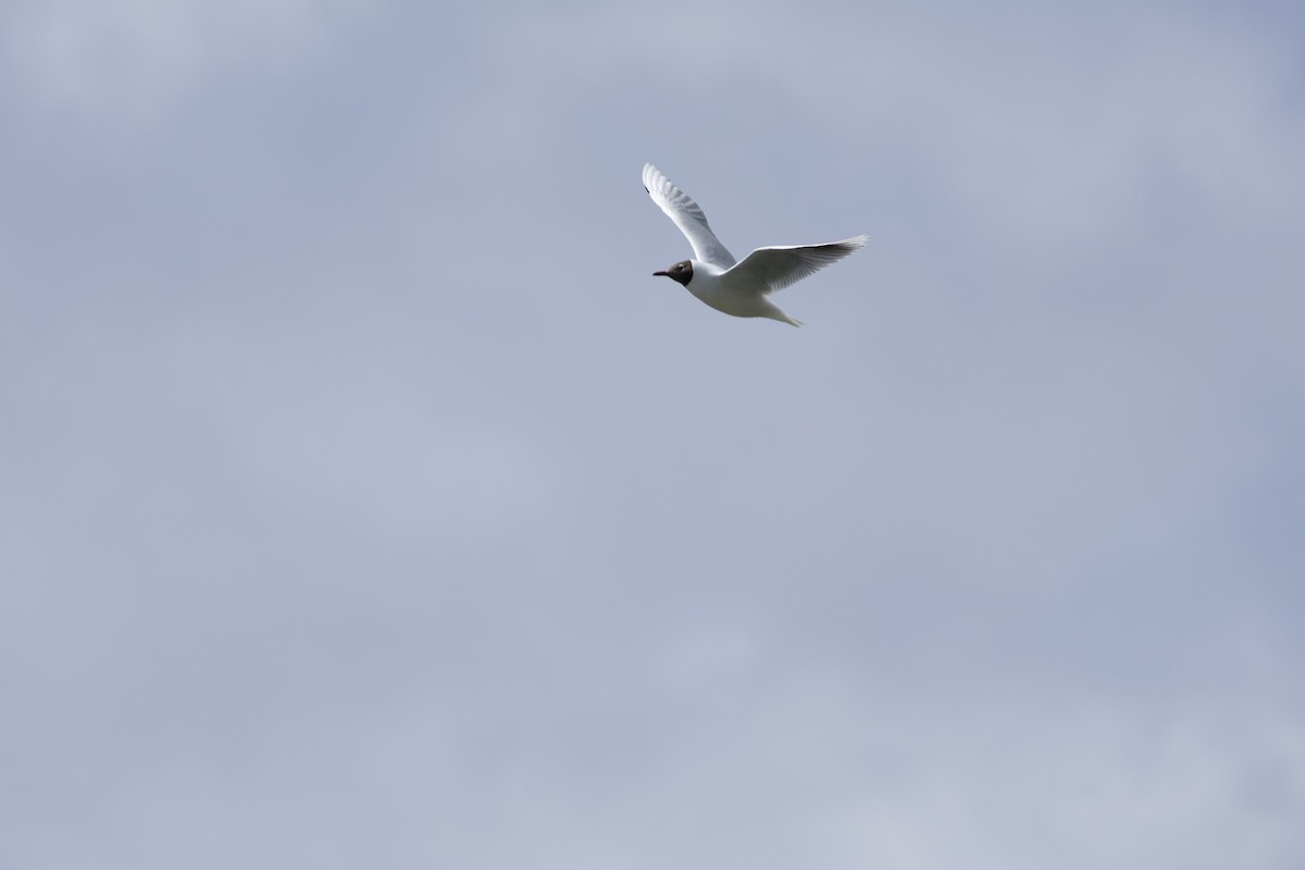 Brown-hooded Gull - ML638390411