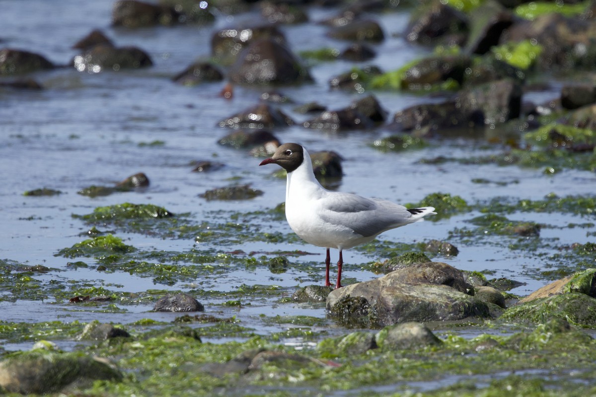 Brown-hooded Gull - ML638390412