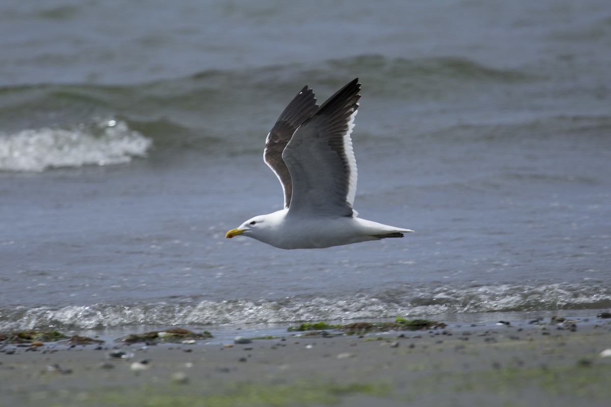 Kelp Gull (dominicanus) - ML638390416