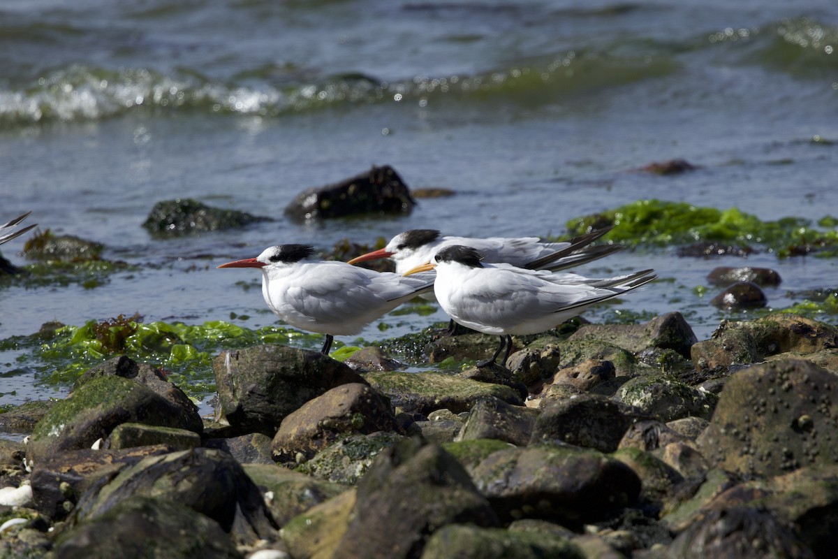 Elegant Tern - ML638390417