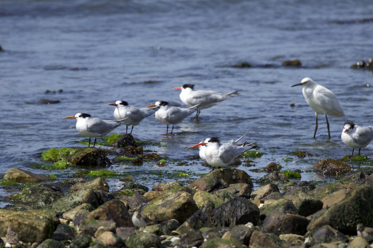 Elegant Tern - ML638390418