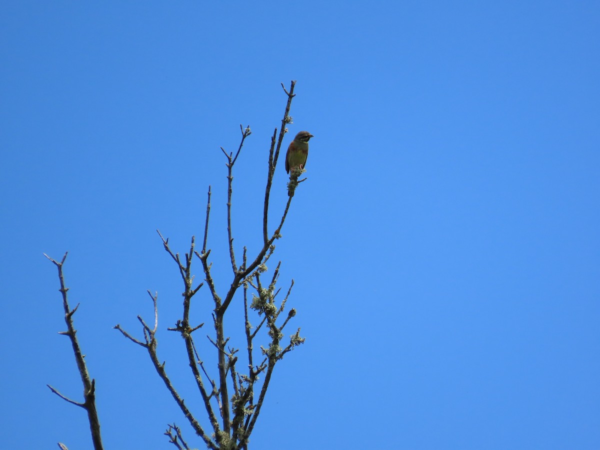Cirl Bunting - ML638390421