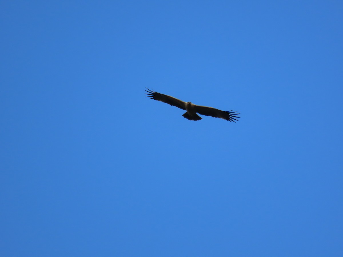Spanish Eagle - ML638390424