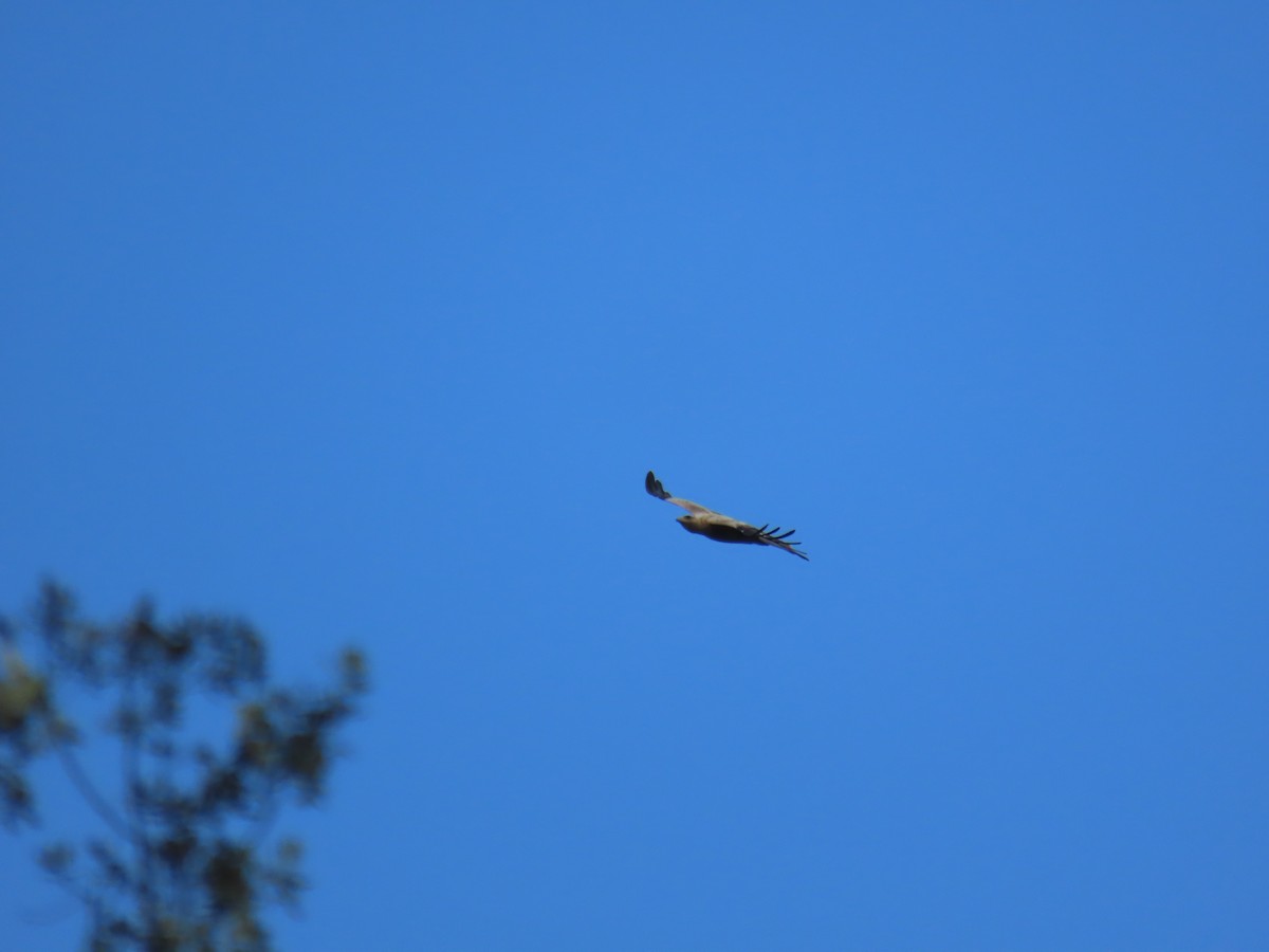 Spanish Eagle - ML638390425